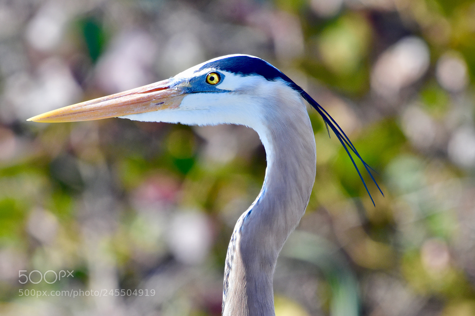 Nikon D7200 sample photo. Blue heron photography