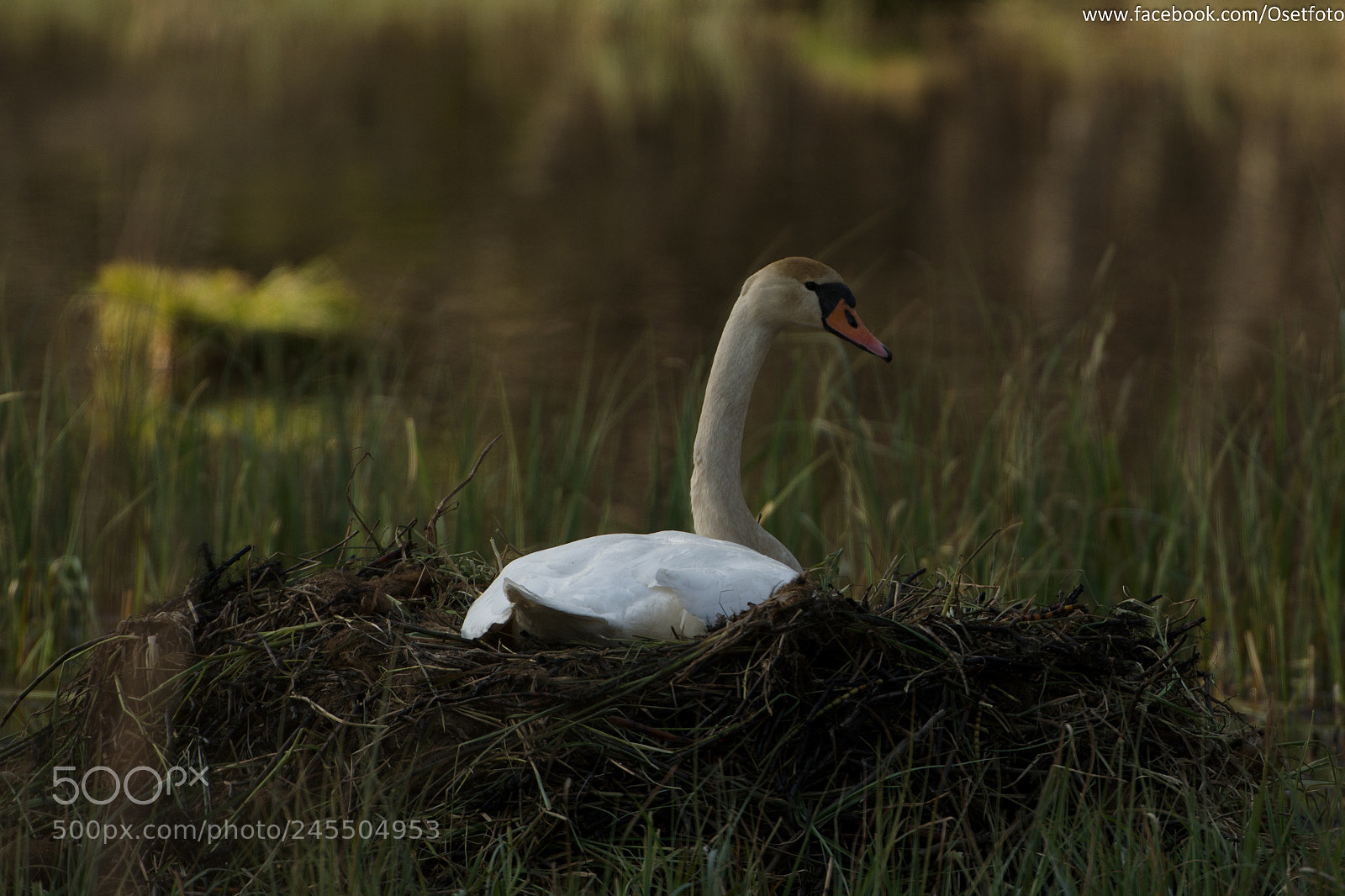 Nikon D5200 sample photo. Swan photography