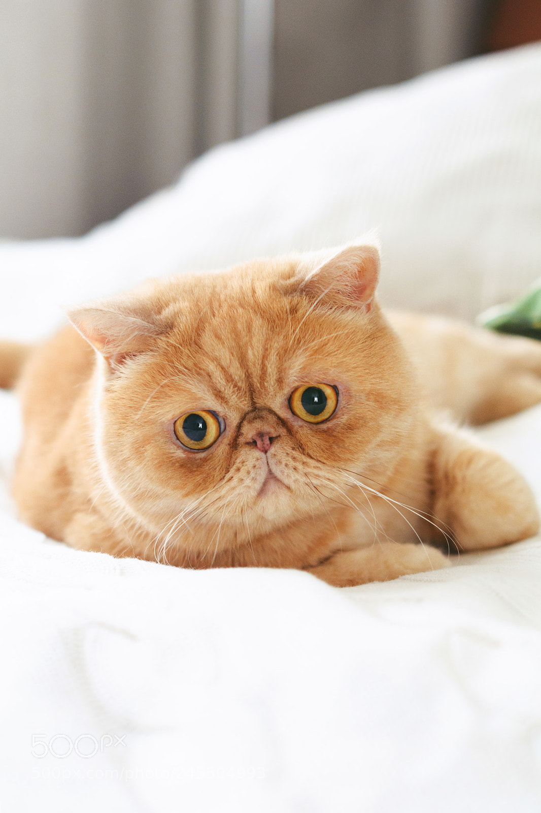 Nikon D7100 sample photo. Playful ginger exotic persian photography
