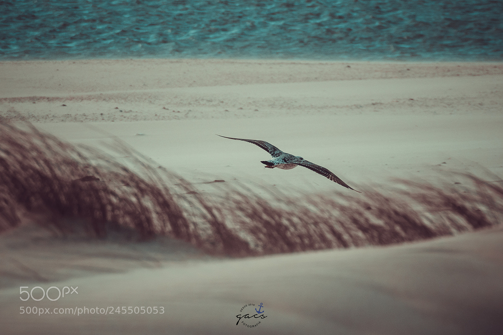 Canon EOS 7D Mark II sample photo. Untitled photography