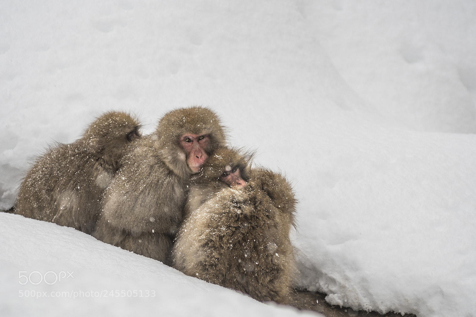 Nikon D500 sample photo. Snow monkies huddle together photography
