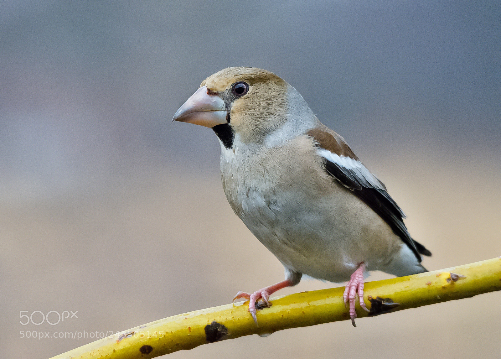 Nikon D7200 sample photo. Hawfinch photography