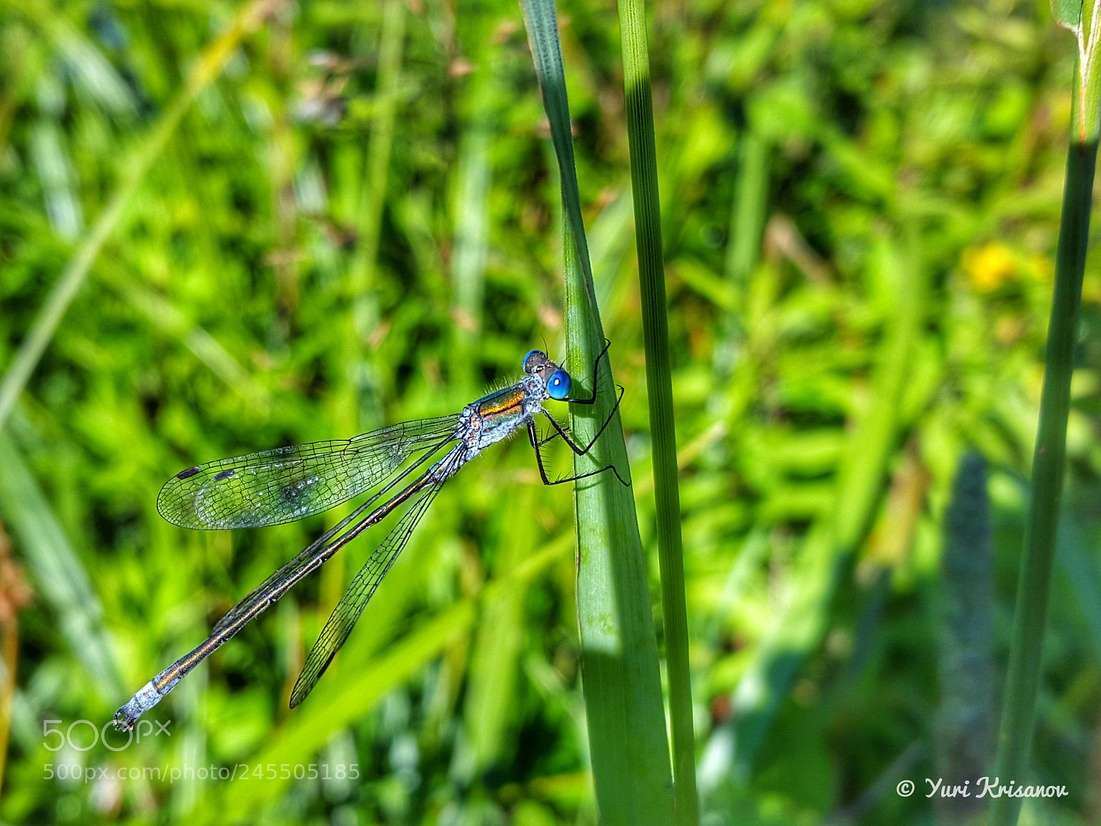 Samsung Galaxy Alpha sample photo. Lestes sponsa (male) photography