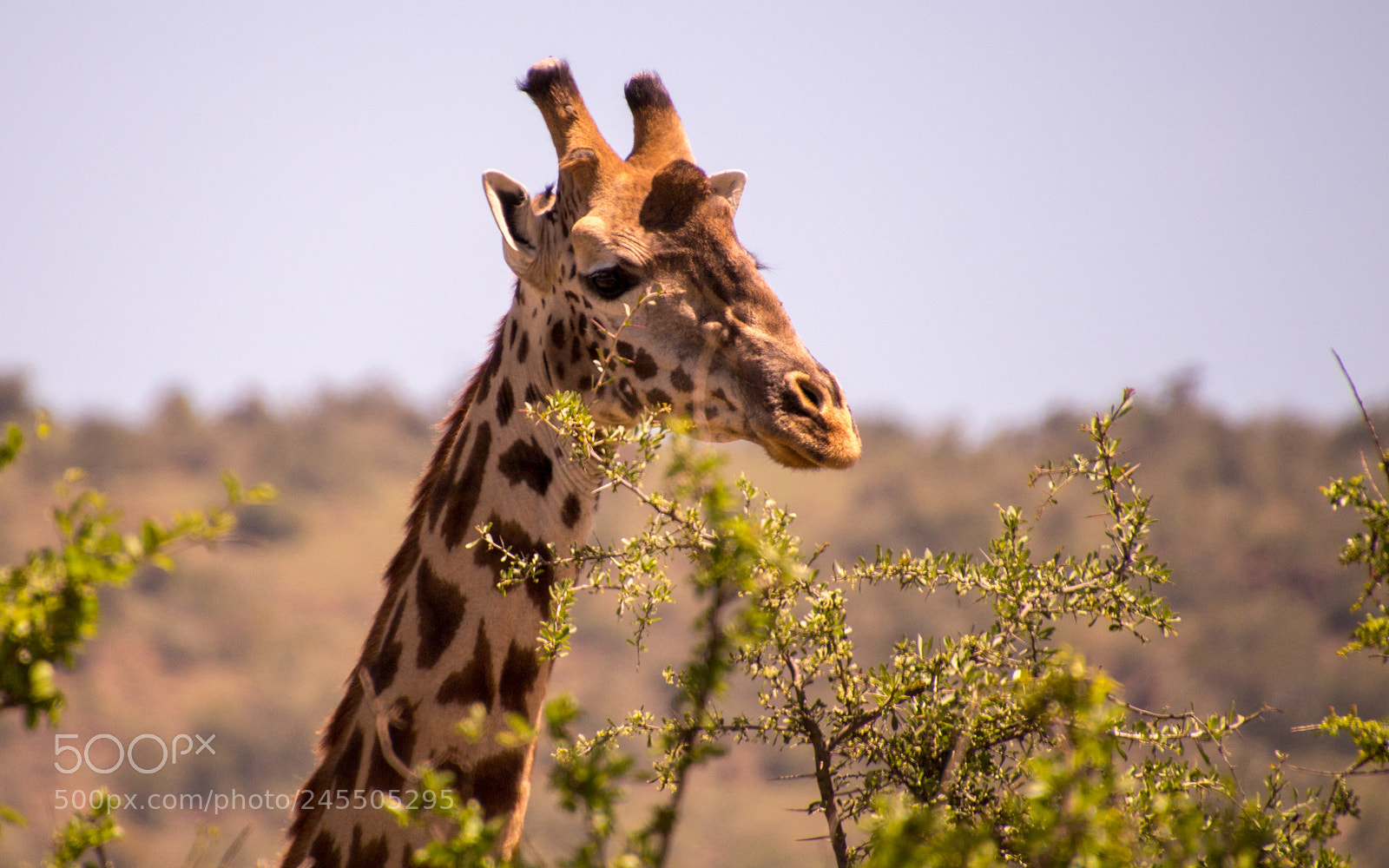 Canon EOS 700D (EOS Rebel T5i / EOS Kiss X7i) sample photo. Girafe photography