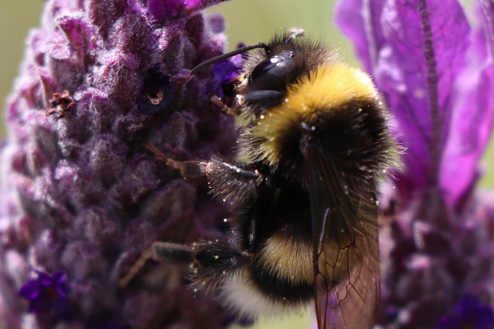 Canon EOS 77D (EOS 9000D / EOS 770D) sample photo. Bumblebee photography