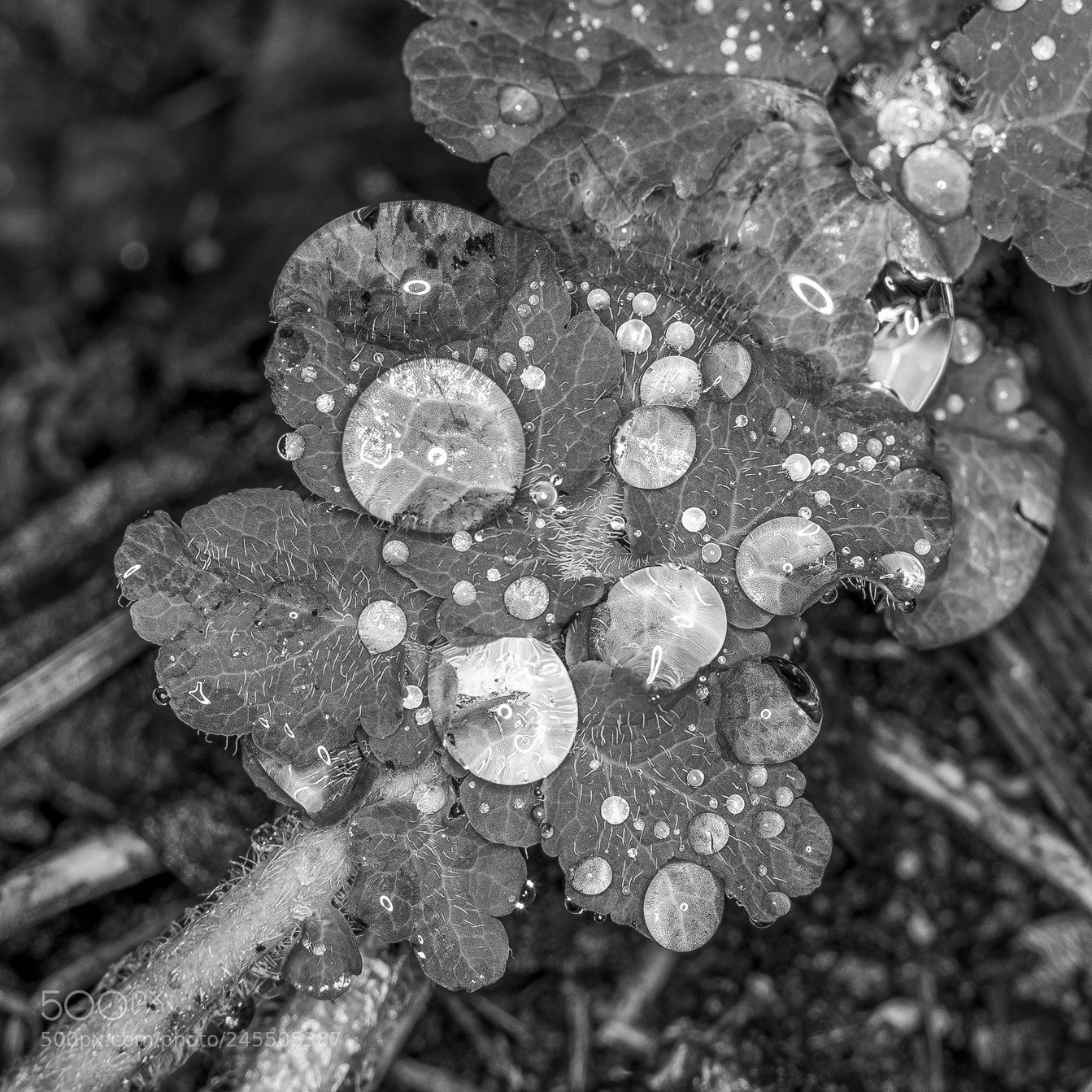 Pentax K-1 sample photo. Drop it more photography