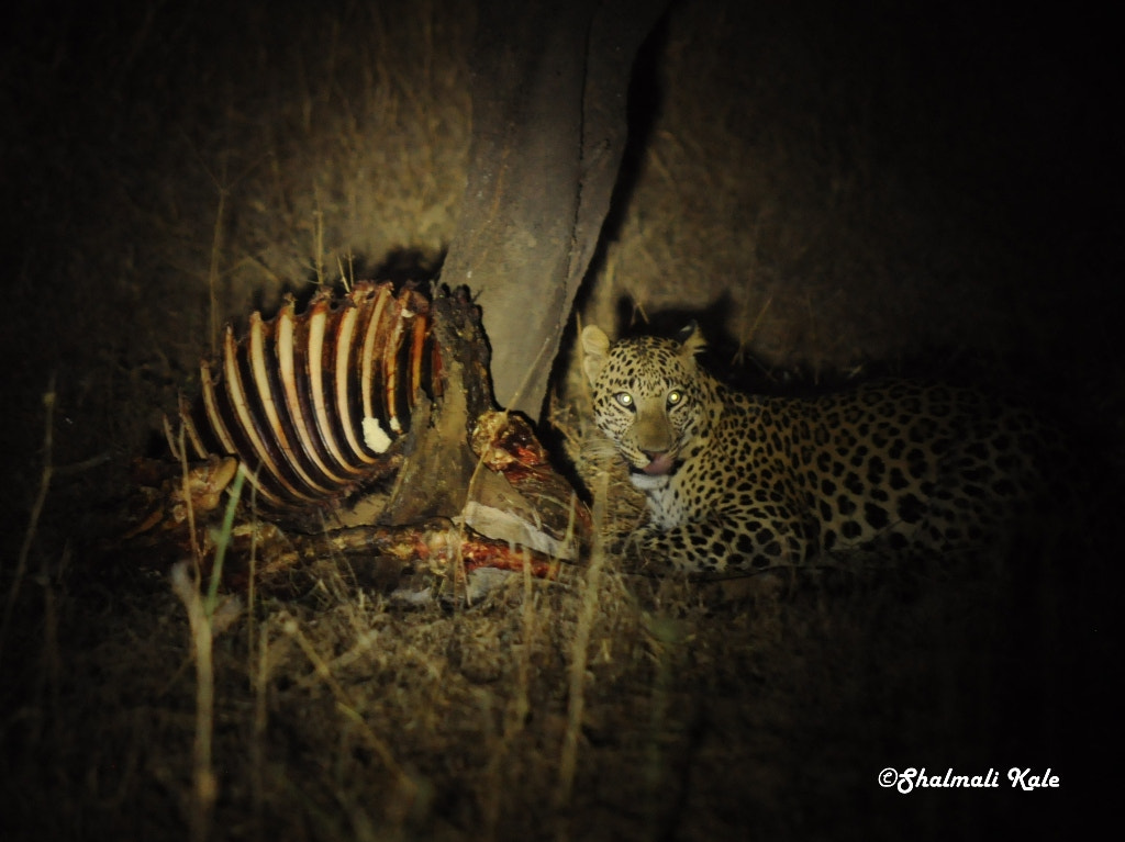 Nikon D90 sample photo. Leopard with kill photography