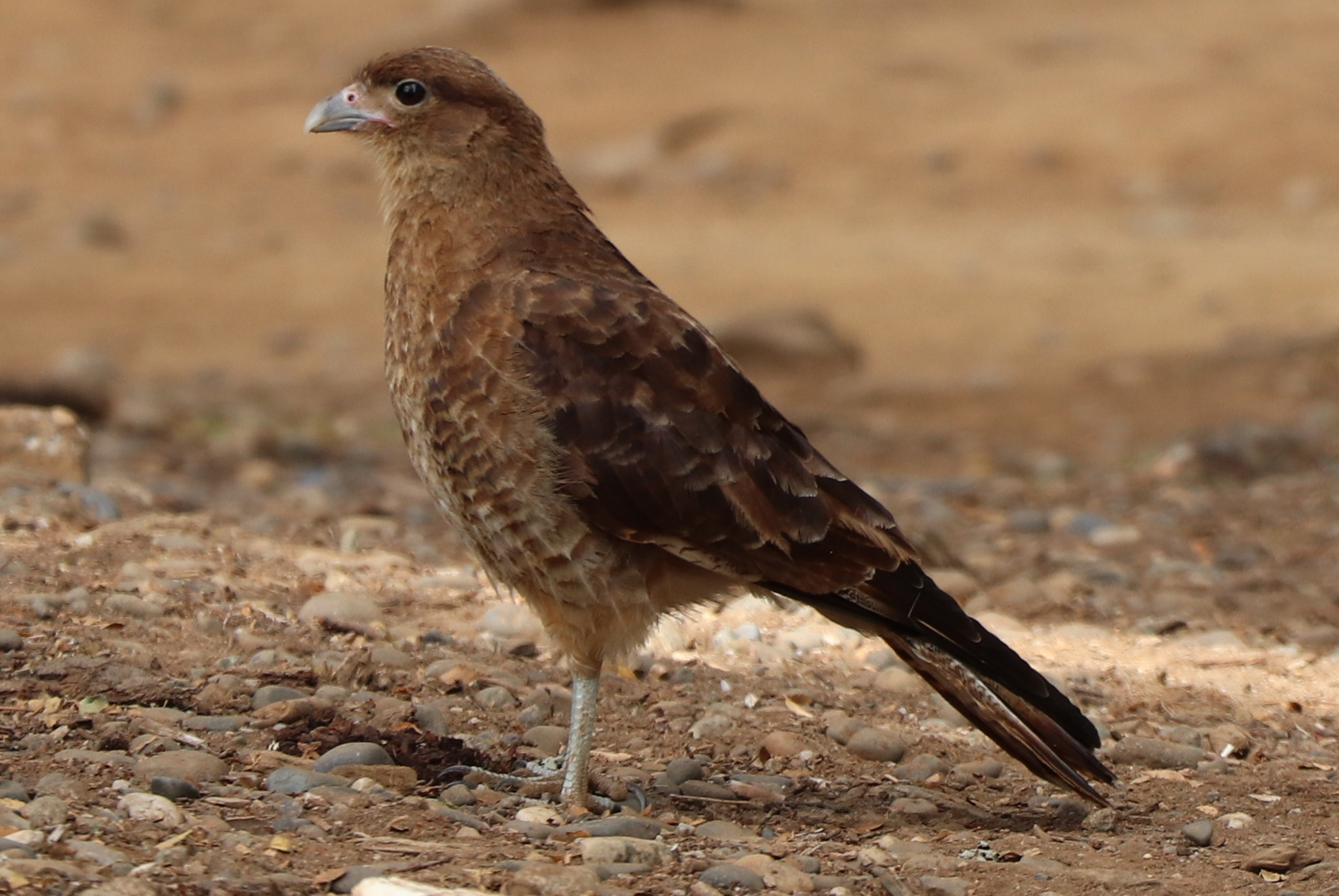 Canon EOS 77D (EOS 9000D / EOS 770D) sample photo. Hawk photography