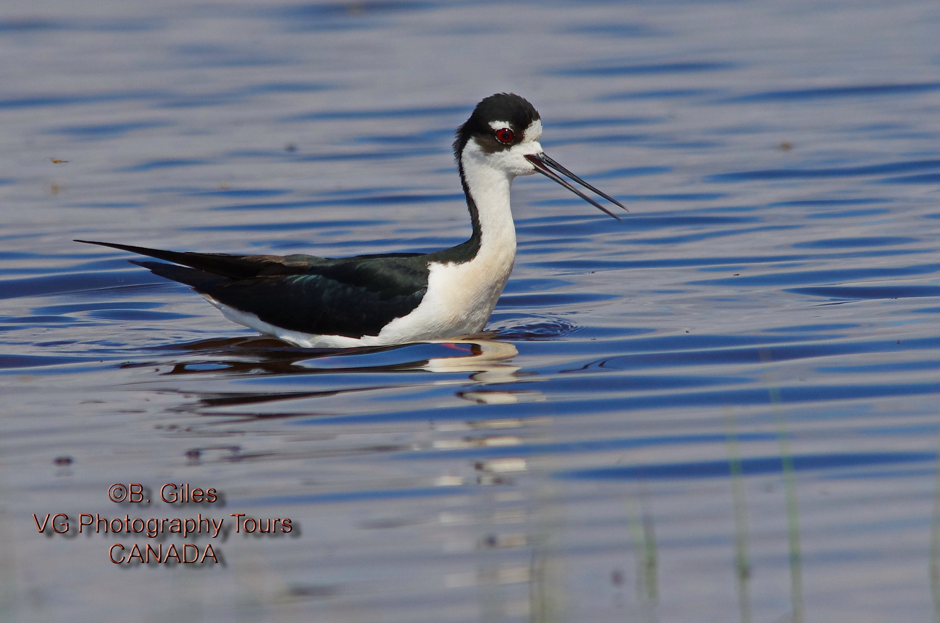 Pentax K-5 IIs + Sigma 150-500mm F5-6.3 DG OS HSM sample photo. Deep water photography