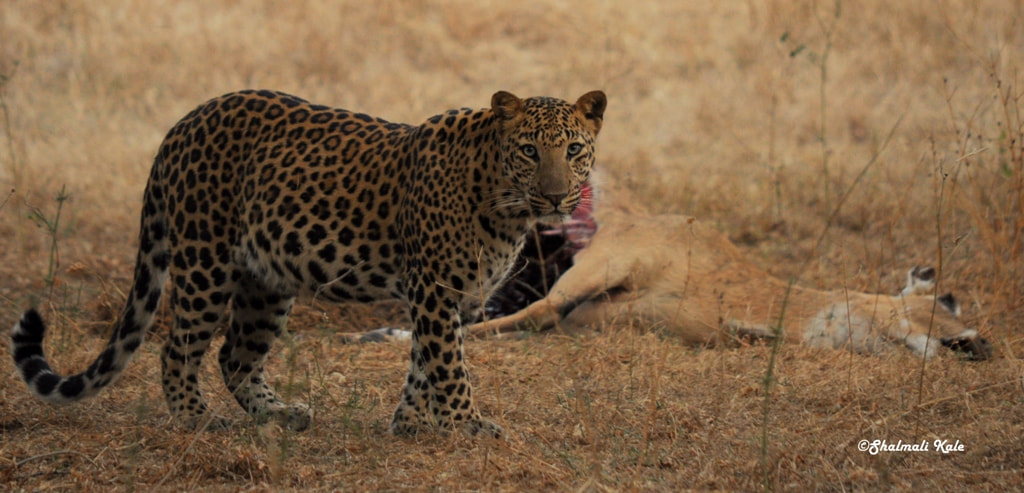 Nikon D90 sample photo. Leopard with kill photography