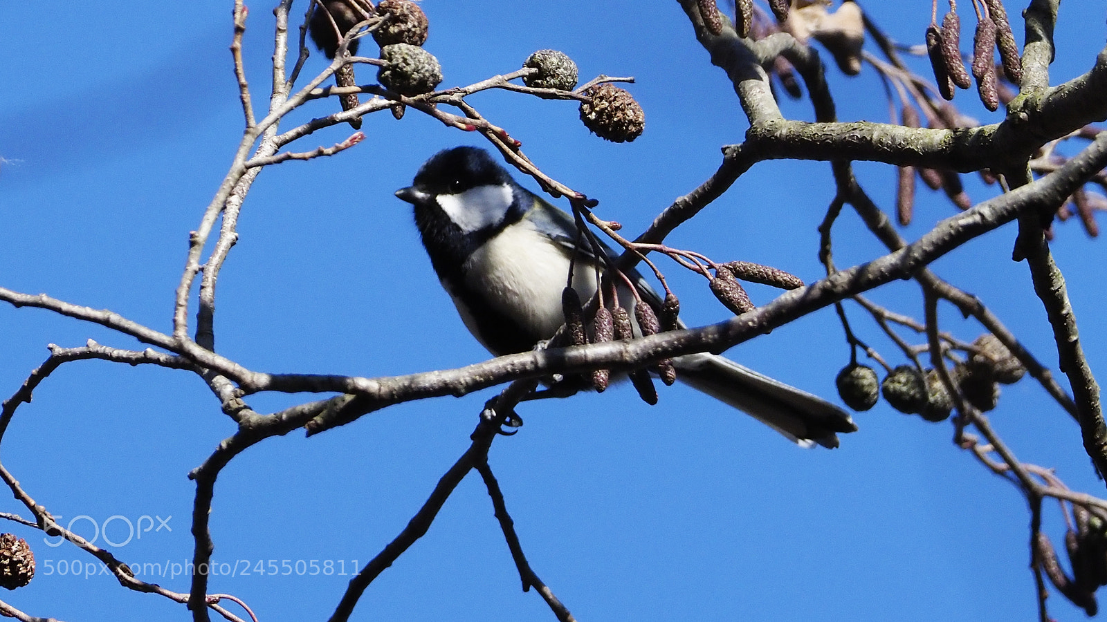 Olympus OM-D E-M1 Mark II sample photo. Larch and tits photography