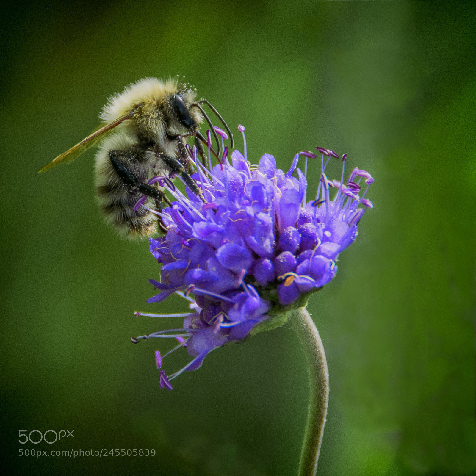 Nikon D7100 sample photo. Bee on scabious photography