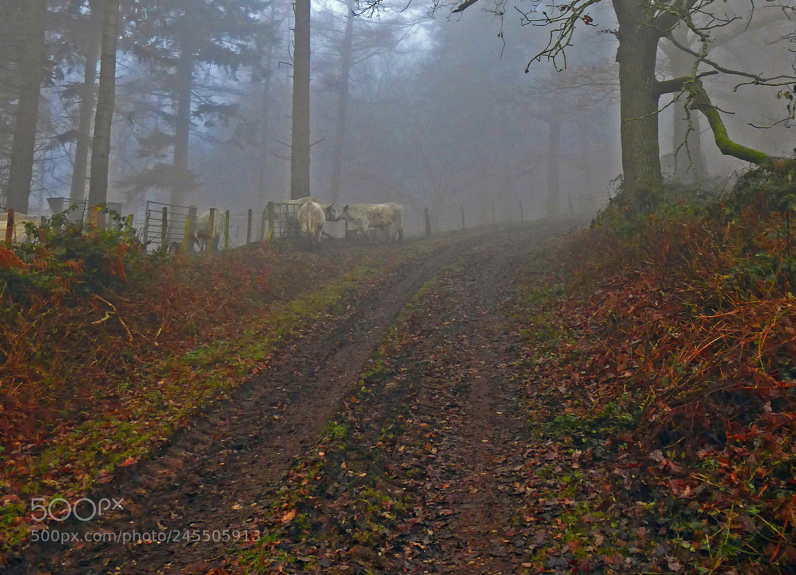 Panasonic Lumix DMC-ZS50 (Lumix DMC-TZ70) sample photo. Cows in mist photography