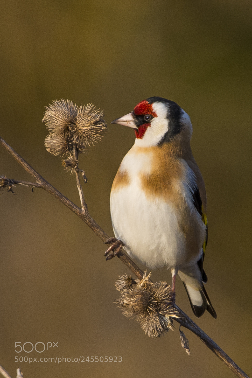 Nikon D7100 sample photo. European goldfinch photography