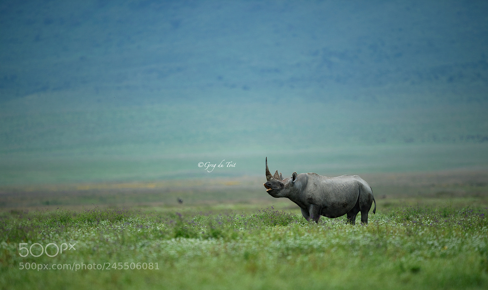 Nikon D5 sample photo. Blissful black rhino photography