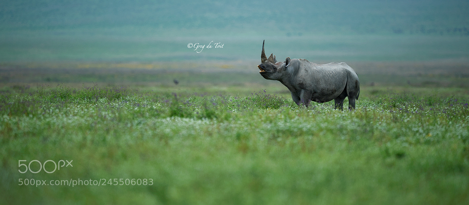 Nikon D5 sample photo. Blissful black rhino photography
