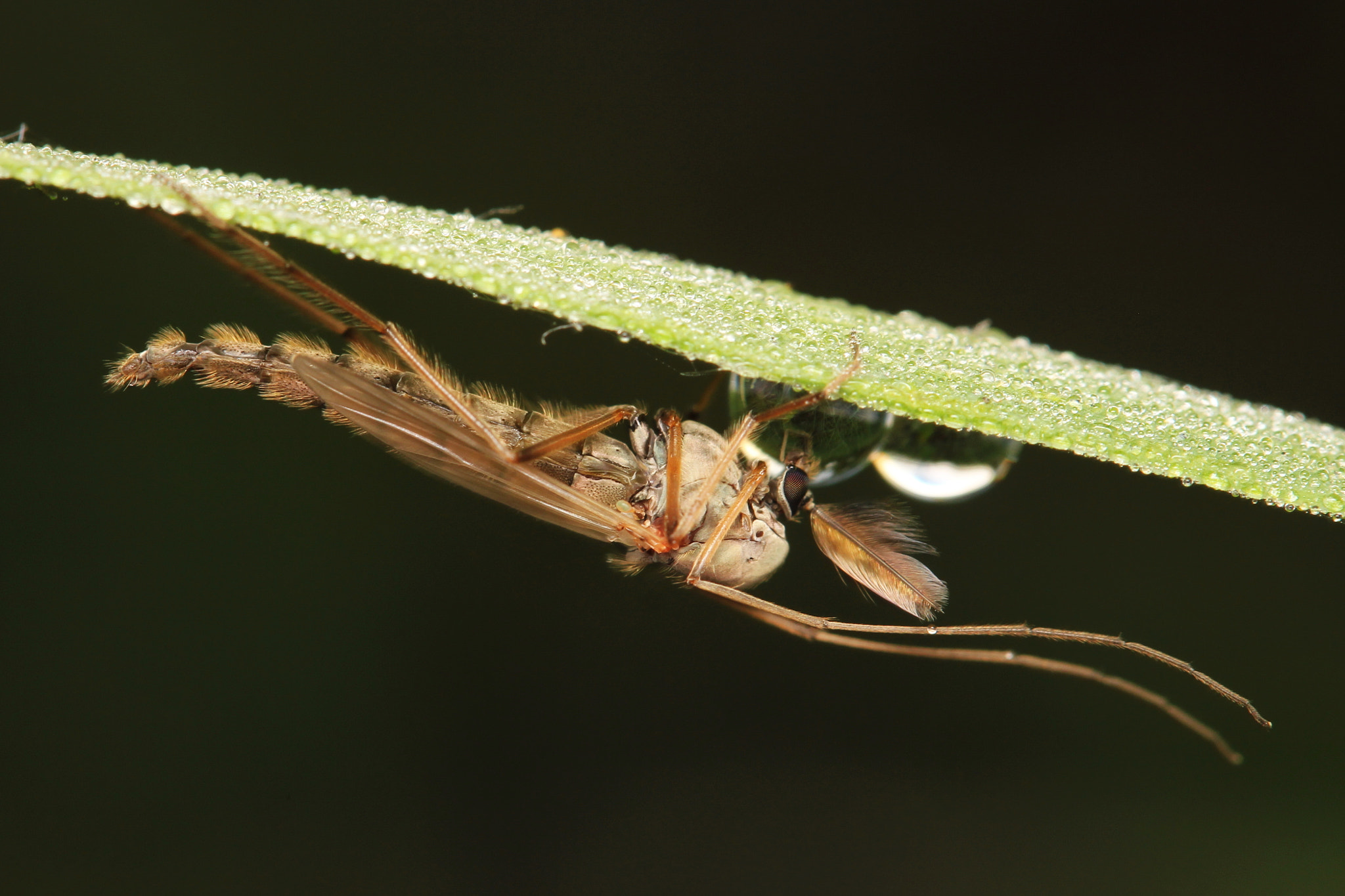 Canon EF-S 60mm F2.8 Macro USM sample photo. Morning macro photography