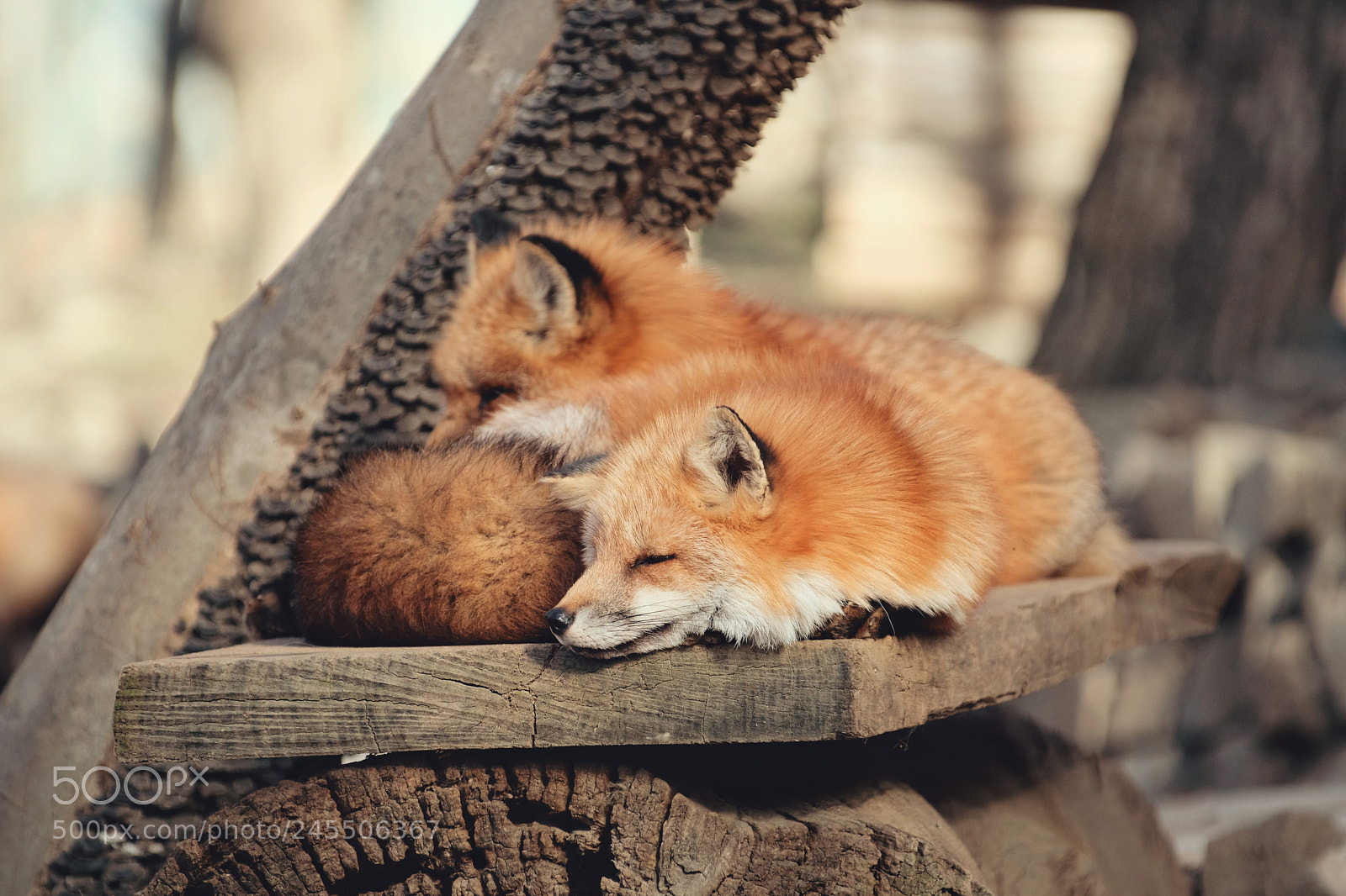 Fujifilm X-Pro2 sample photo. Red fox：北狐 photography