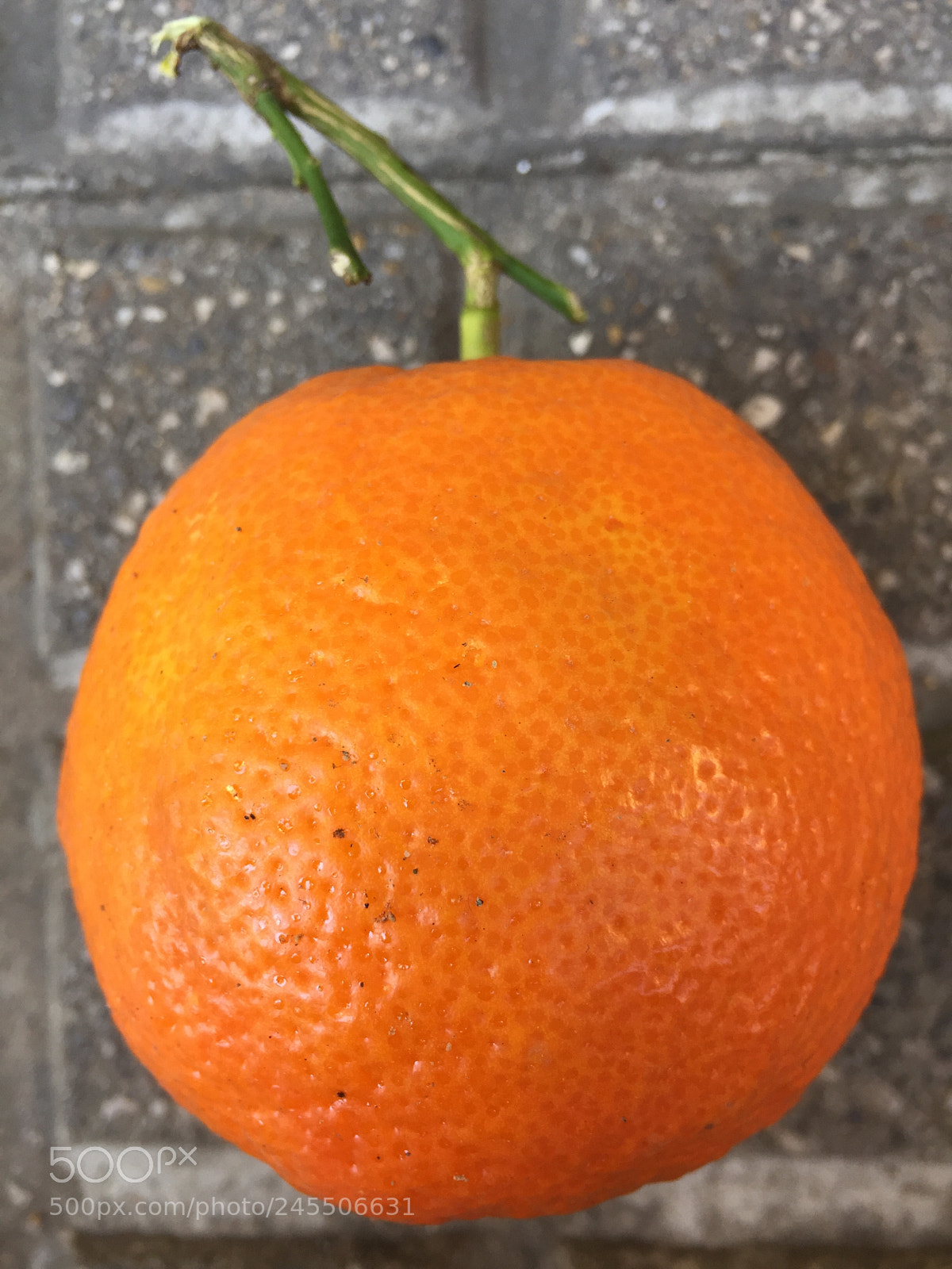 Apple iPhone 6 sample photo. Untitled photography