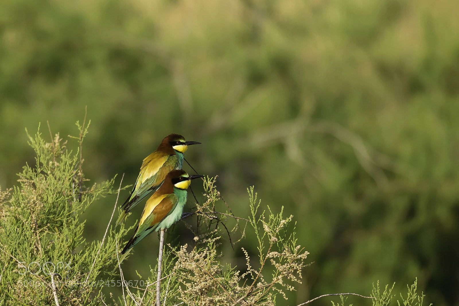 Canon EOS-1D X sample photo. Twee bijeneters photography