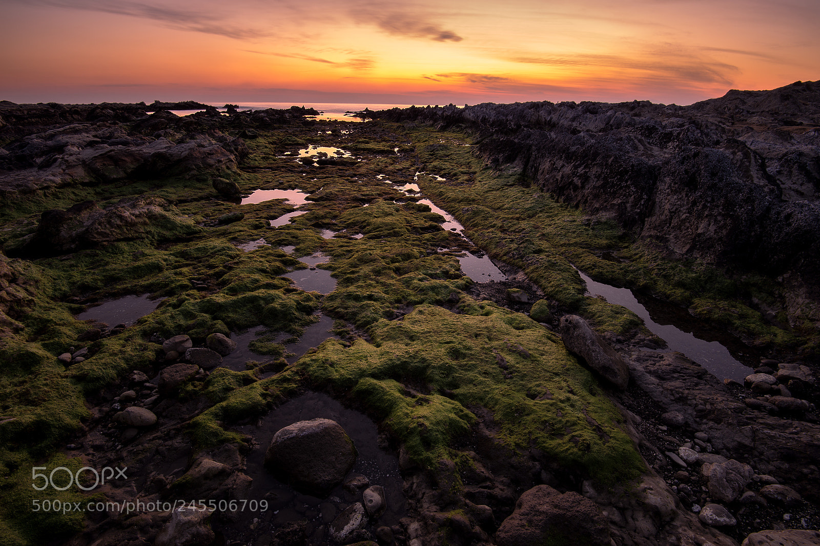 Nikon D4S sample photo. Sunset and seaweed photography