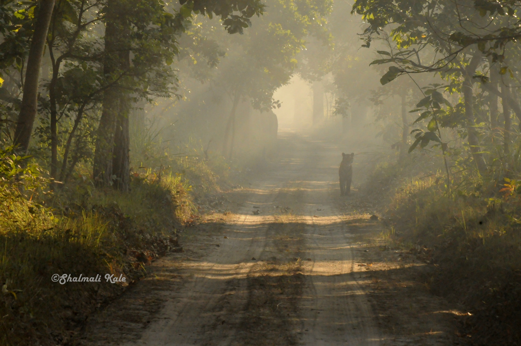 Nikon D90 sample photo. Tigress in mist photography
