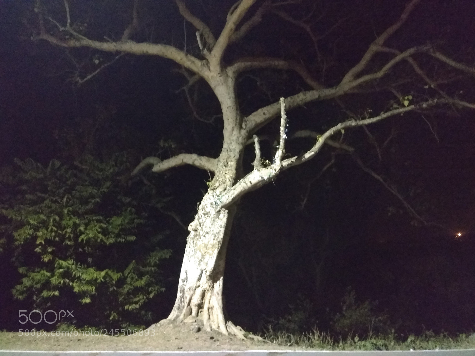Xiaomi Redmi Note 4 sample photo. Dancing tree at night! photography