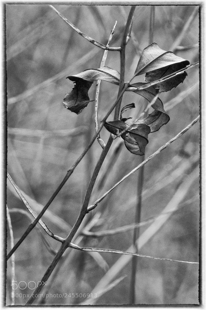 Nikon D7100 sample photo. Fallen leaves photography