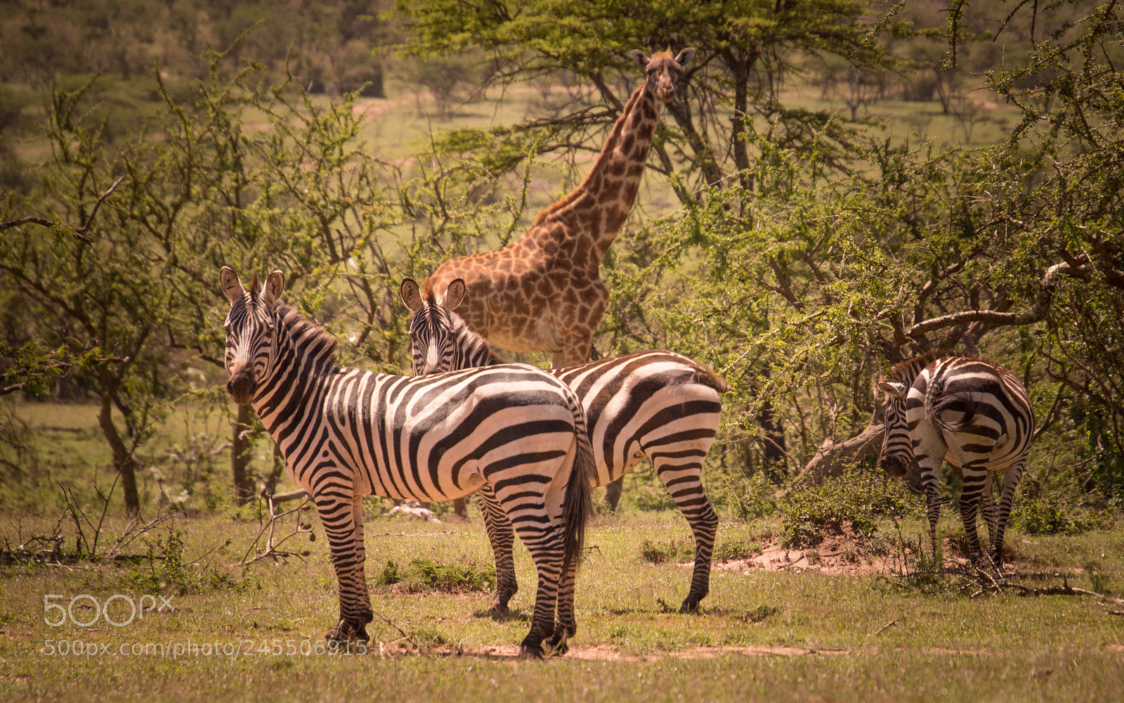 Canon EOS 700D (EOS Rebel T5i / EOS Kiss X7i) sample photo. Savane photography