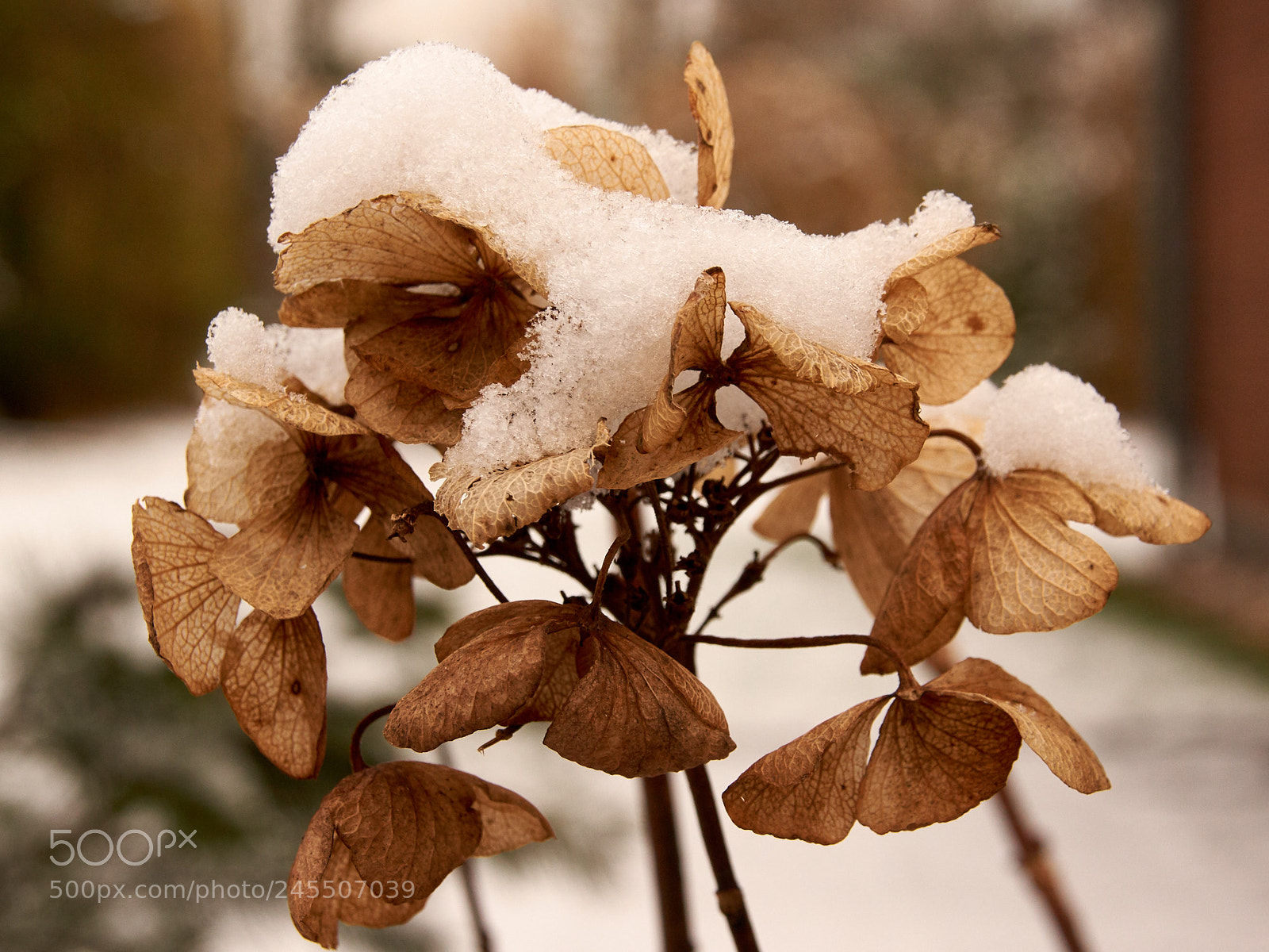 Sony SLT-A65 (SLT-A65V) sample photo. Faded hydrangea photography
