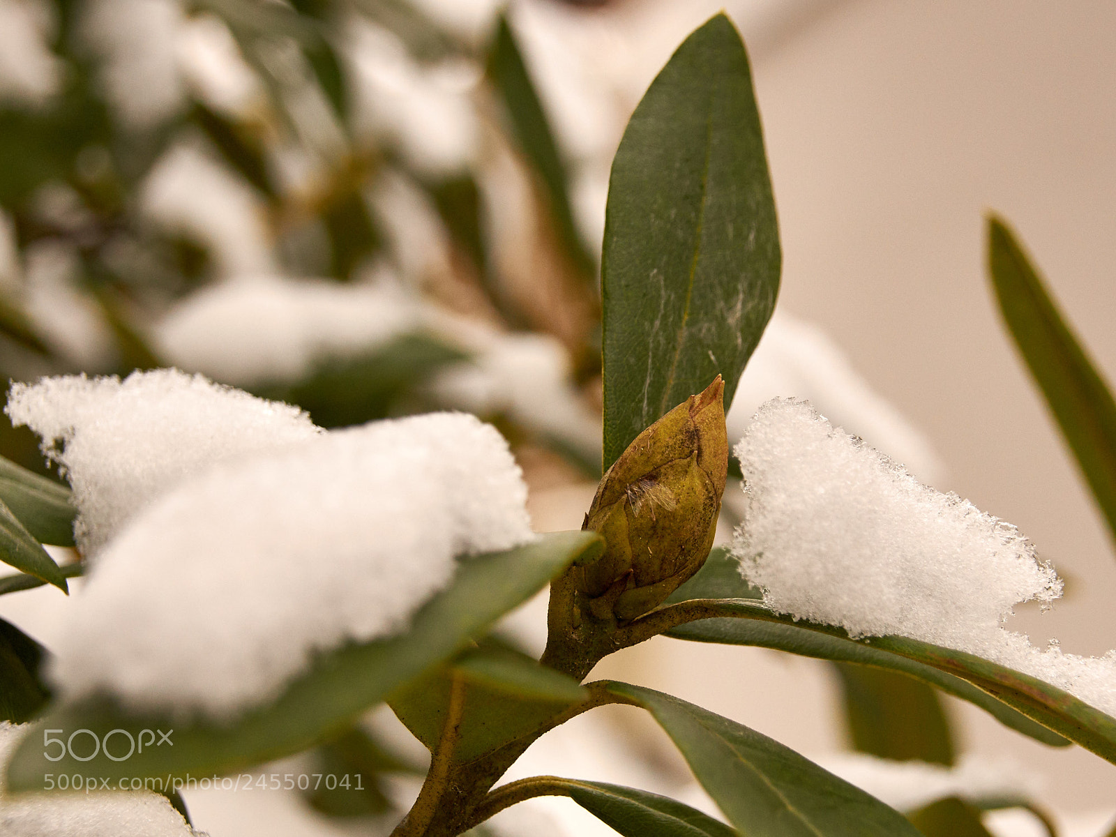 Sony SLT-A65 (SLT-A65V) sample photo. Early rhododendron bud photography