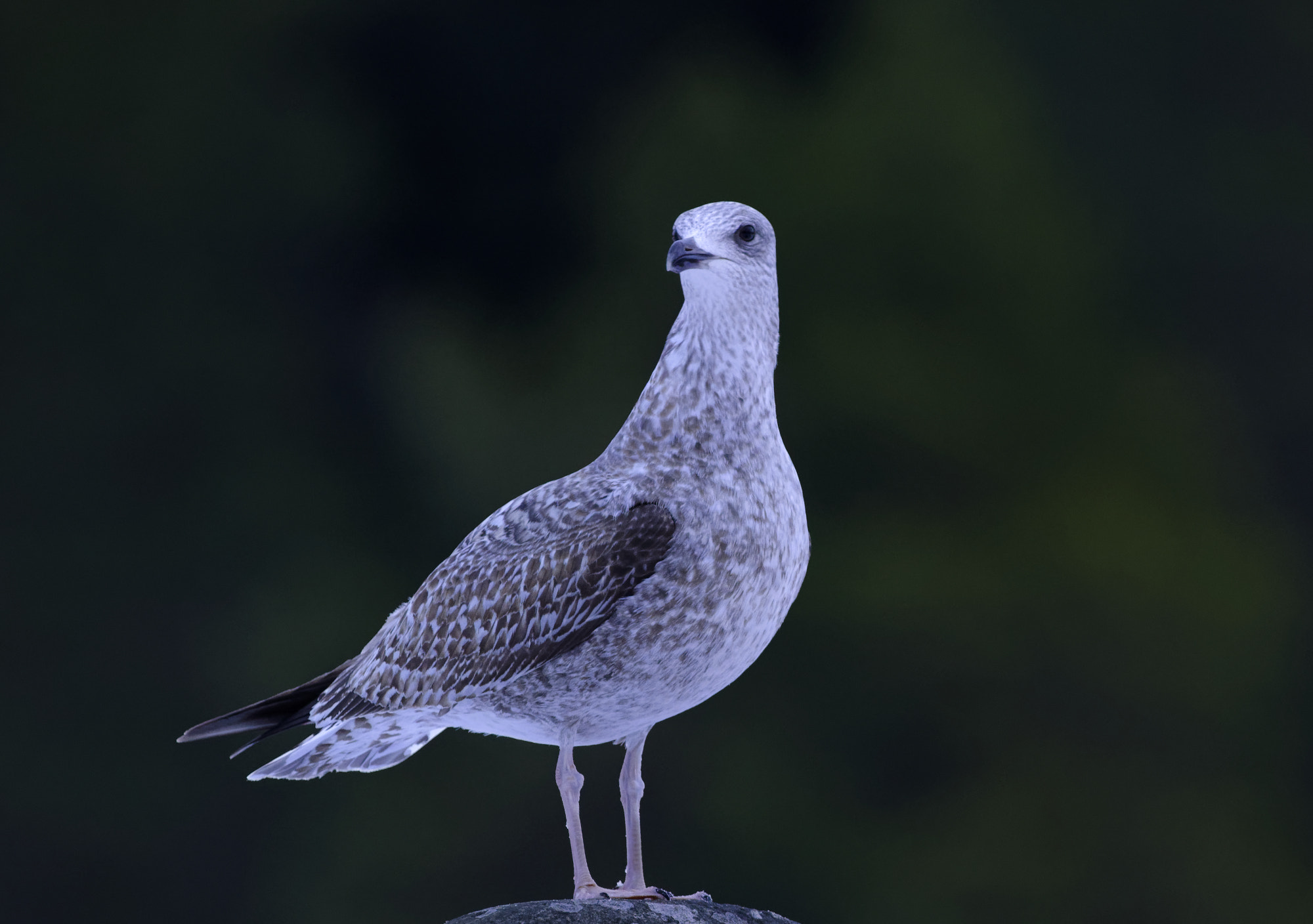 Nikon D5600 + Sigma 150-600mm F5-6.3 DG OS HSM | C sample photo. European herring gull (larus argentatus) photography