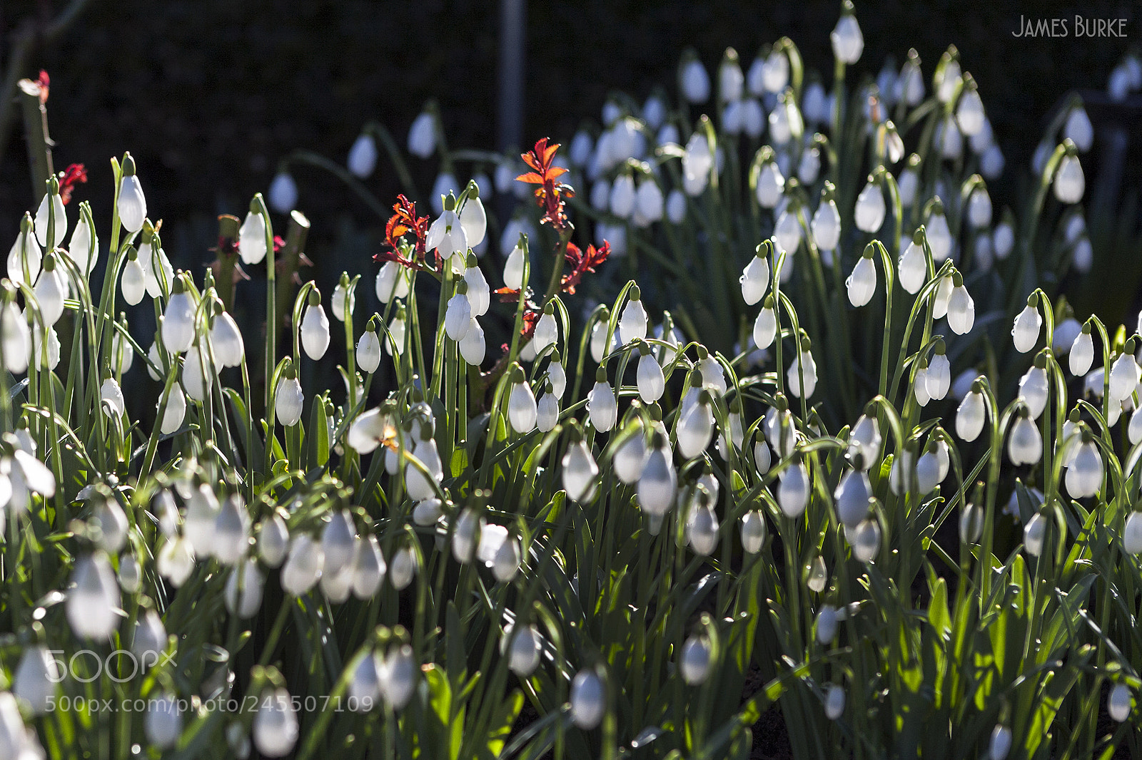 Canon EOS 5D sample photo. Snowdrops photography