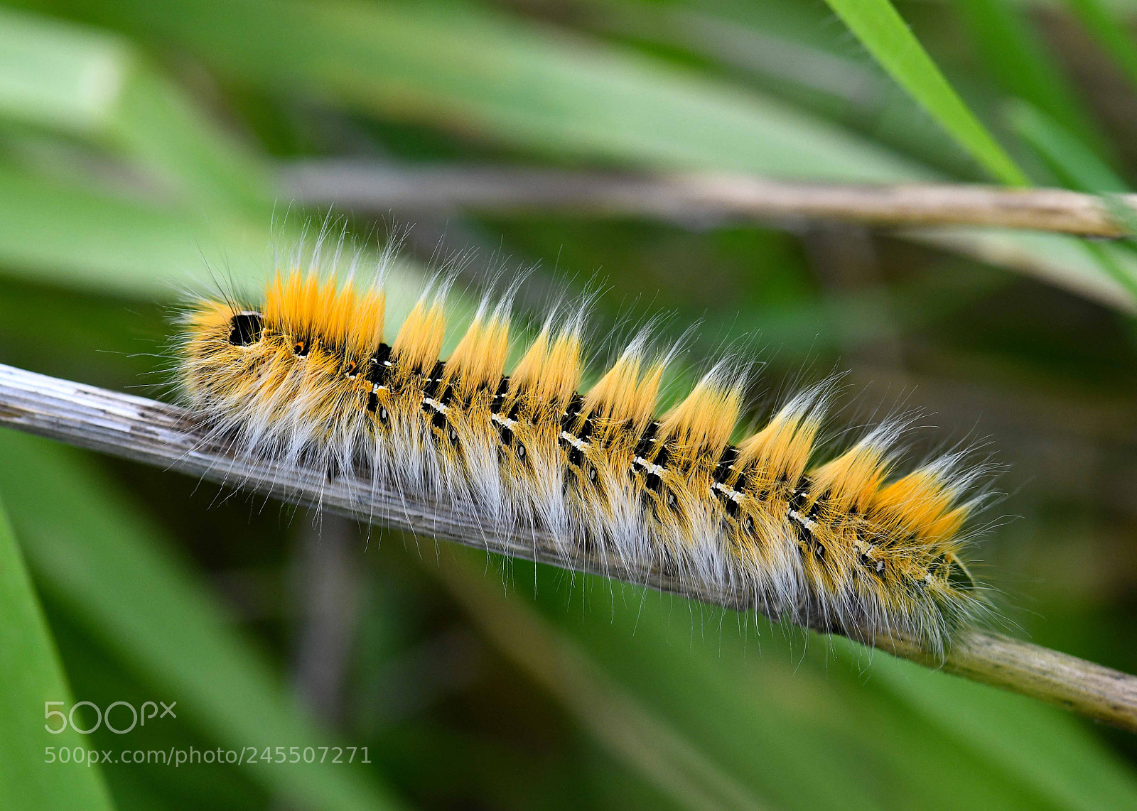 Nikon D850 sample photo. Caterpillar photography
