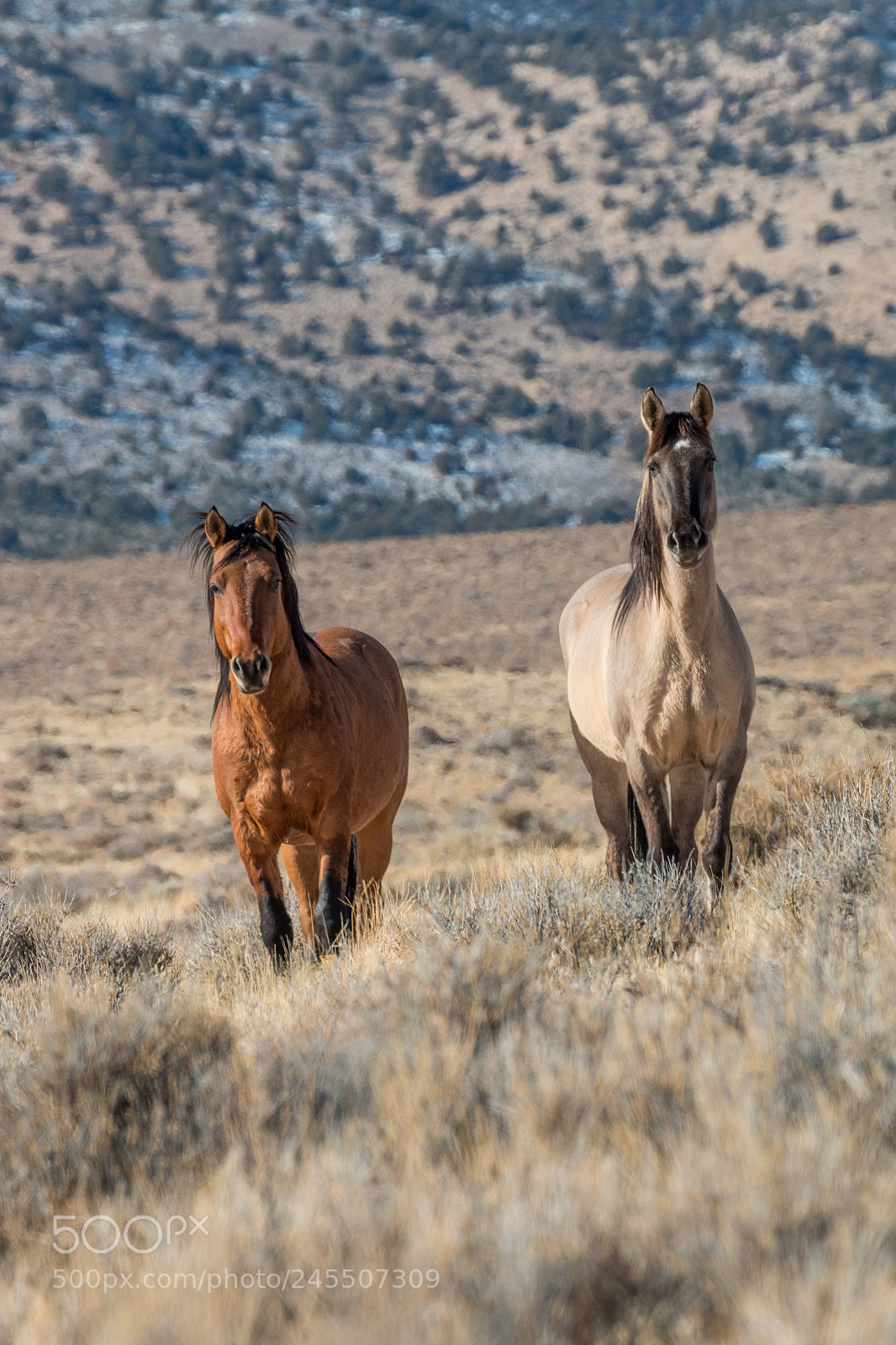 Canon EOS 70D sample photo. Wild horse stallions photography
