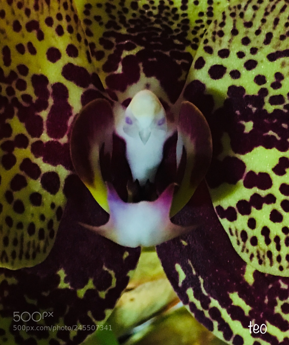 Apple iPhone 6s Plus sample photo. Orchid heart photography