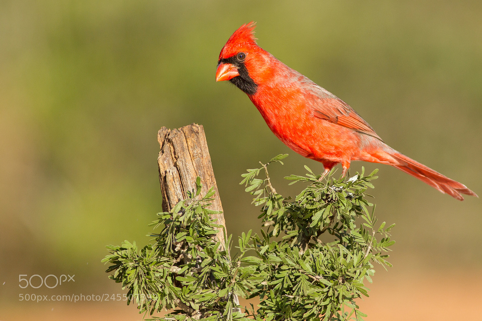 Canon EOS-1D Mark IV sample photo. Northern cardinal photography