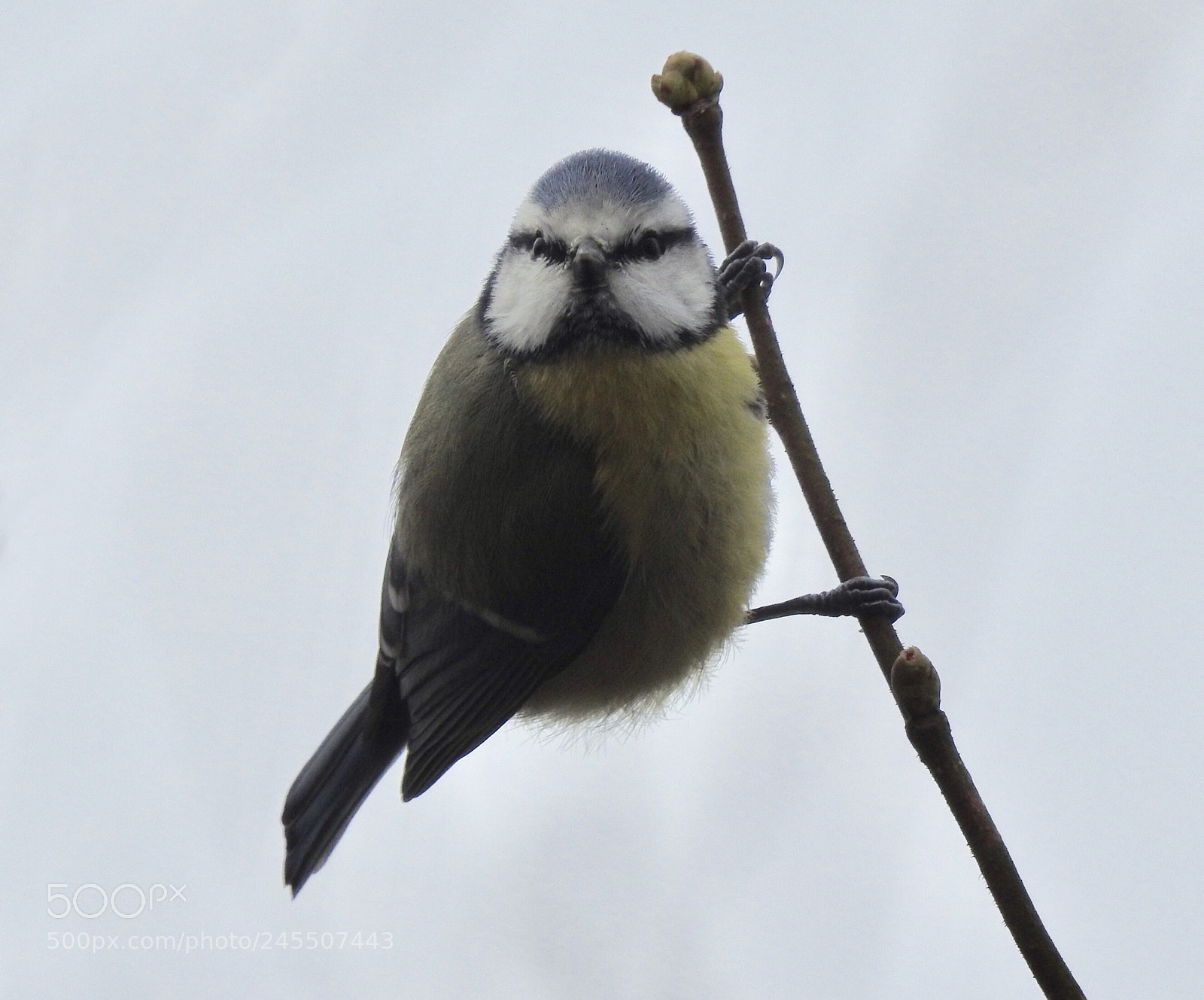 Nikon Coolpix P900 sample photo. Blue tit photography