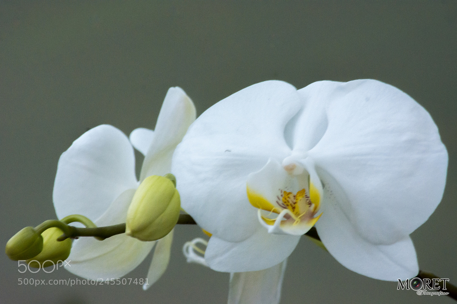 Nikon D7100 sample photo. Orquídeas photography