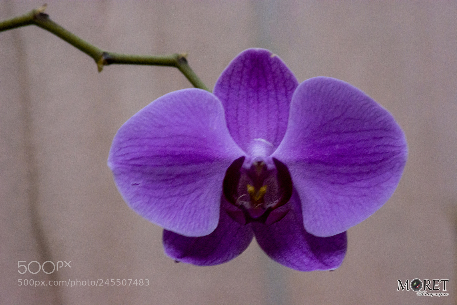 Nikon D7100 sample photo. Orquídeas photography