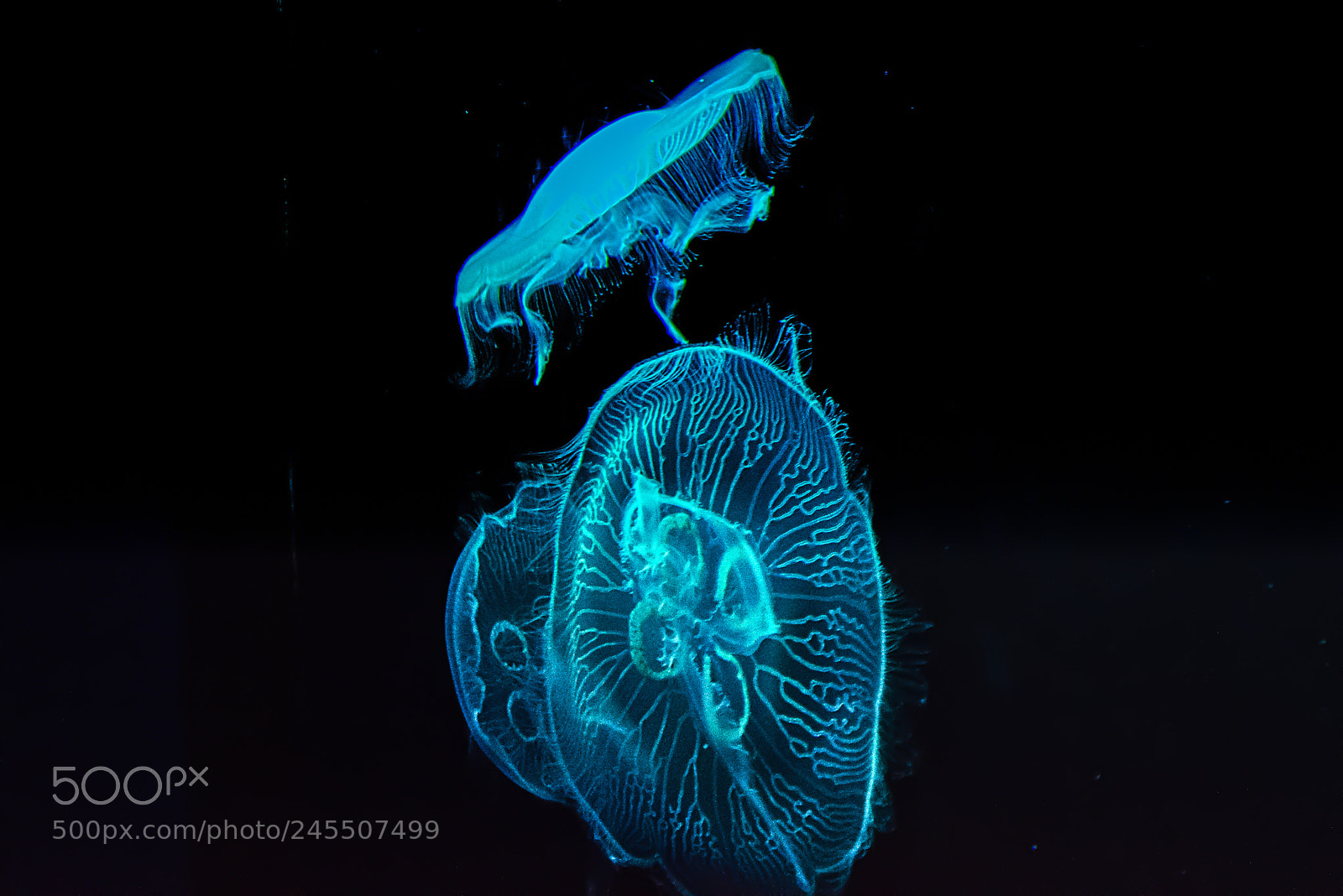 Nikon D7200 sample photo. Jellyfish toronto zoo luminar2018 photography