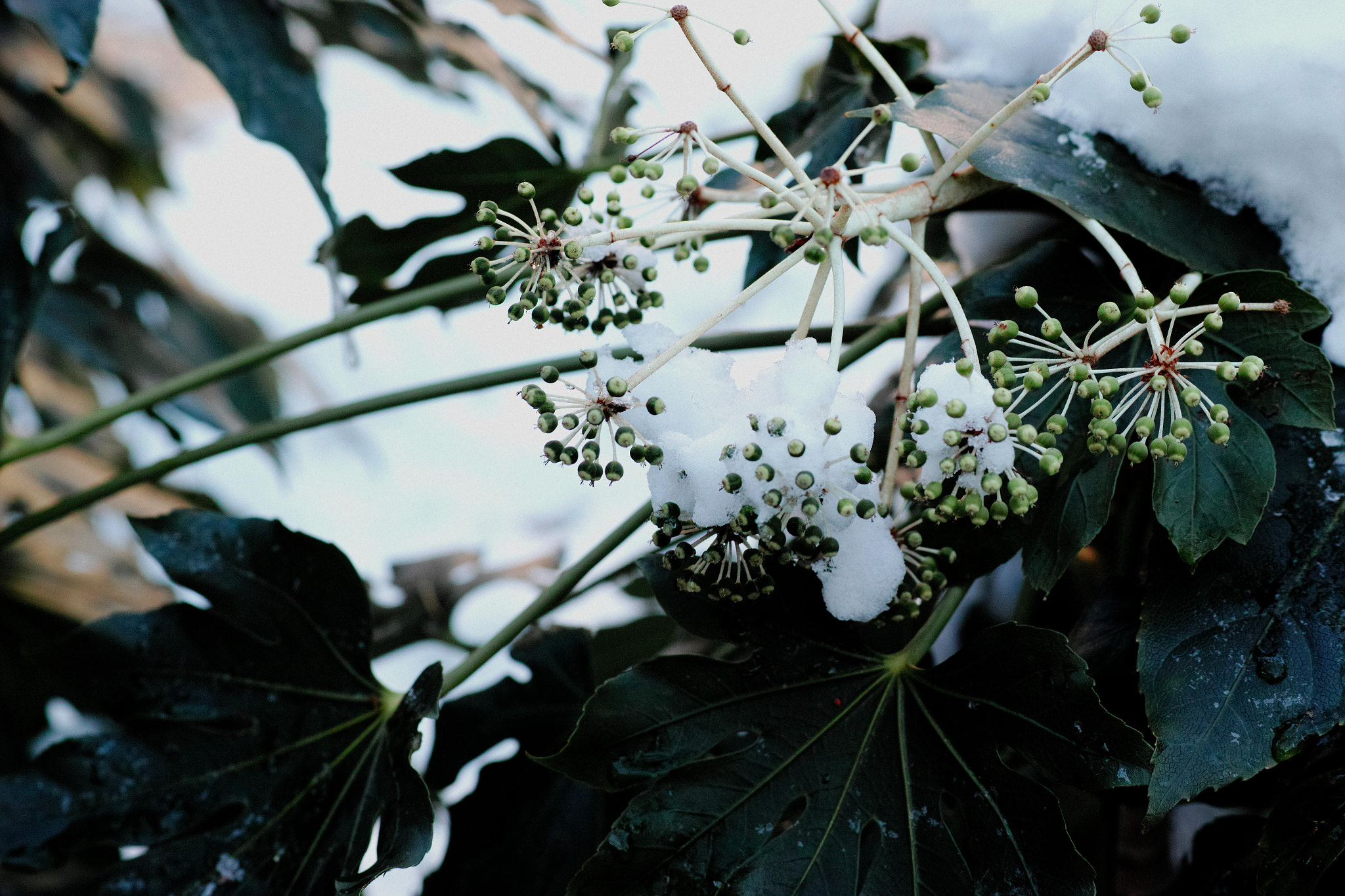 Sigma dp3 Quattro sample photo. Suite photography