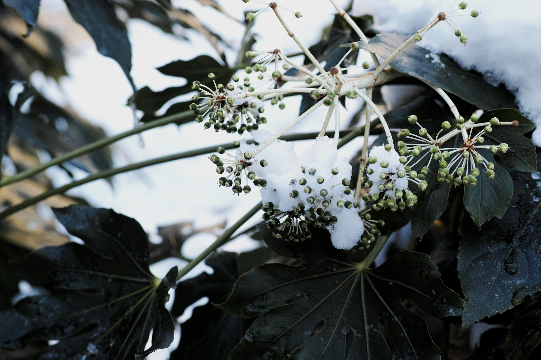 Sigma dp3 Quattro sample photo. Suite photography