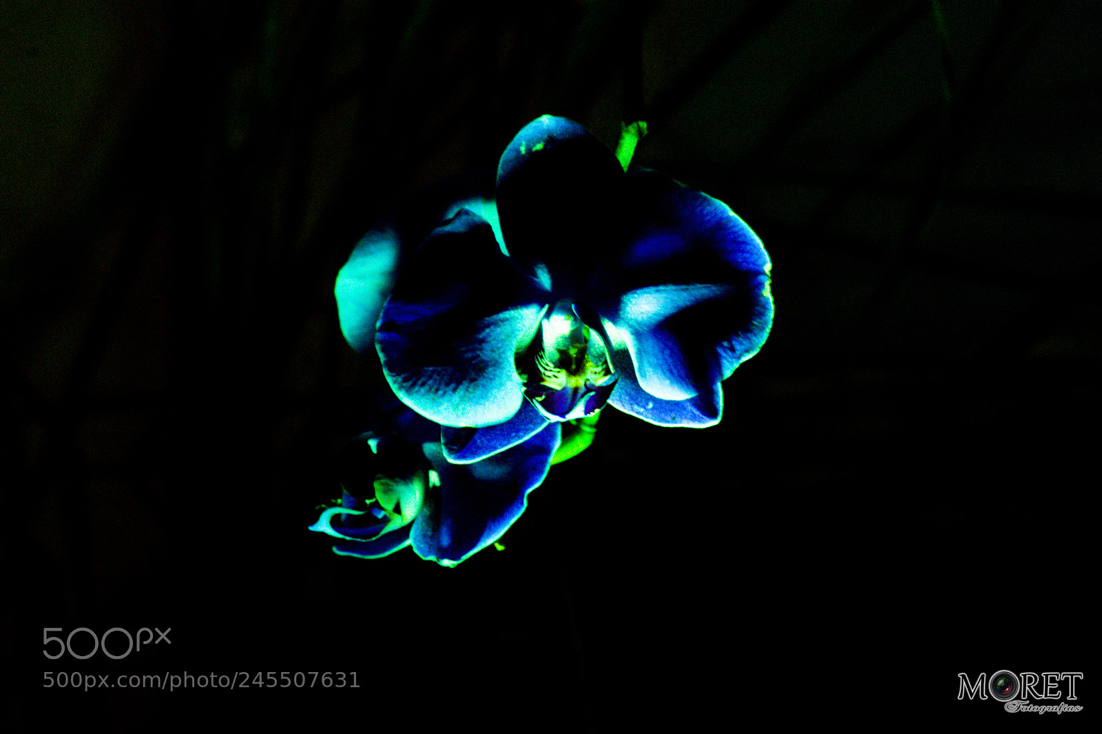 Nikon D7100 sample photo. Orquídeas photography