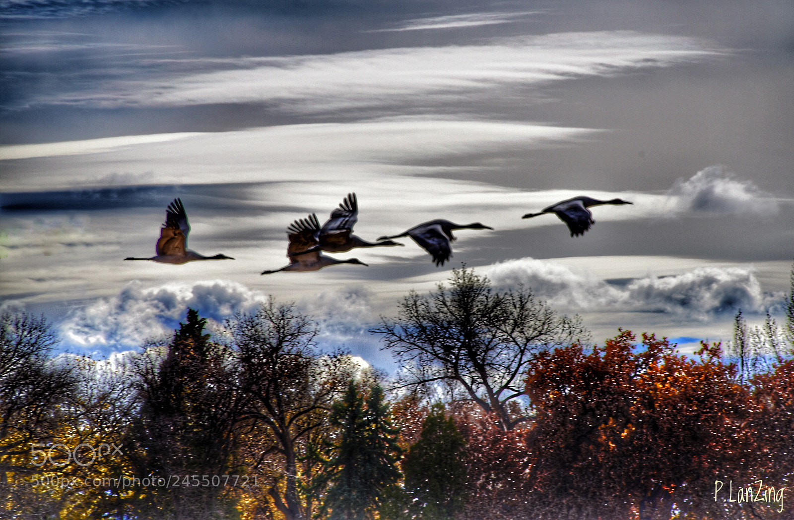Nikon D810 sample photo. Migration photography