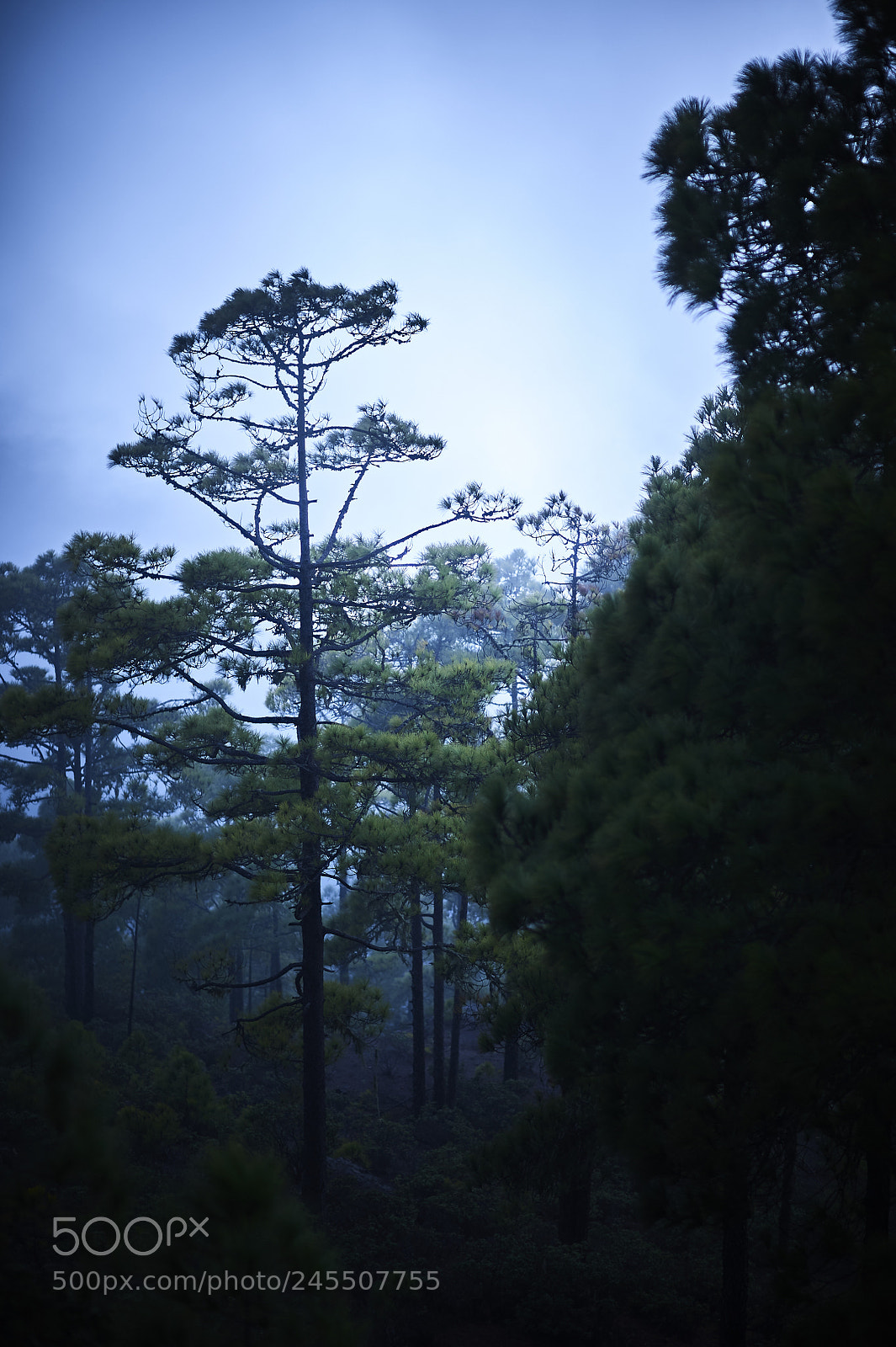 Nikon D700 sample photo. Giant photography