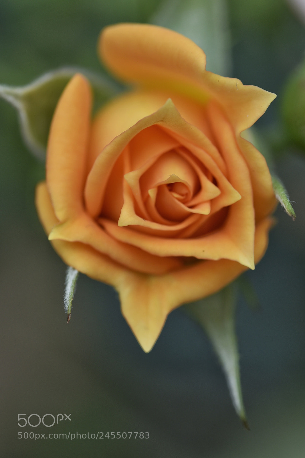 Nikon D810 sample photo. Rose photography