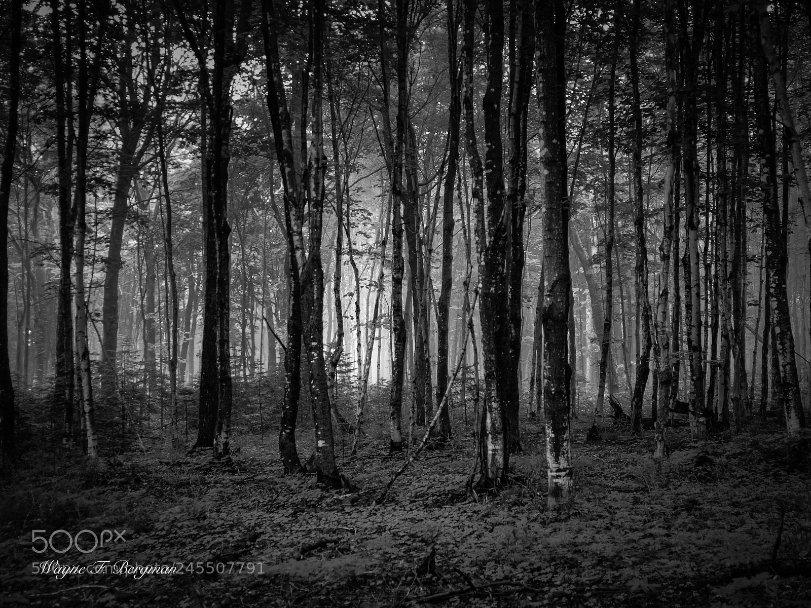 Olympus E-3 sample photo. Glow in the woods photography