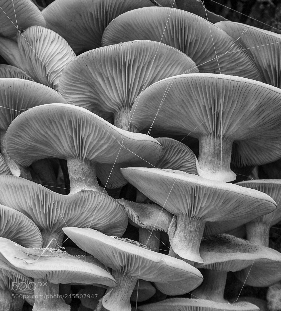 Panasonic Lumix DMC-ZS50 (Lumix DMC-TZ70) sample photo. Magic mushrooms photography