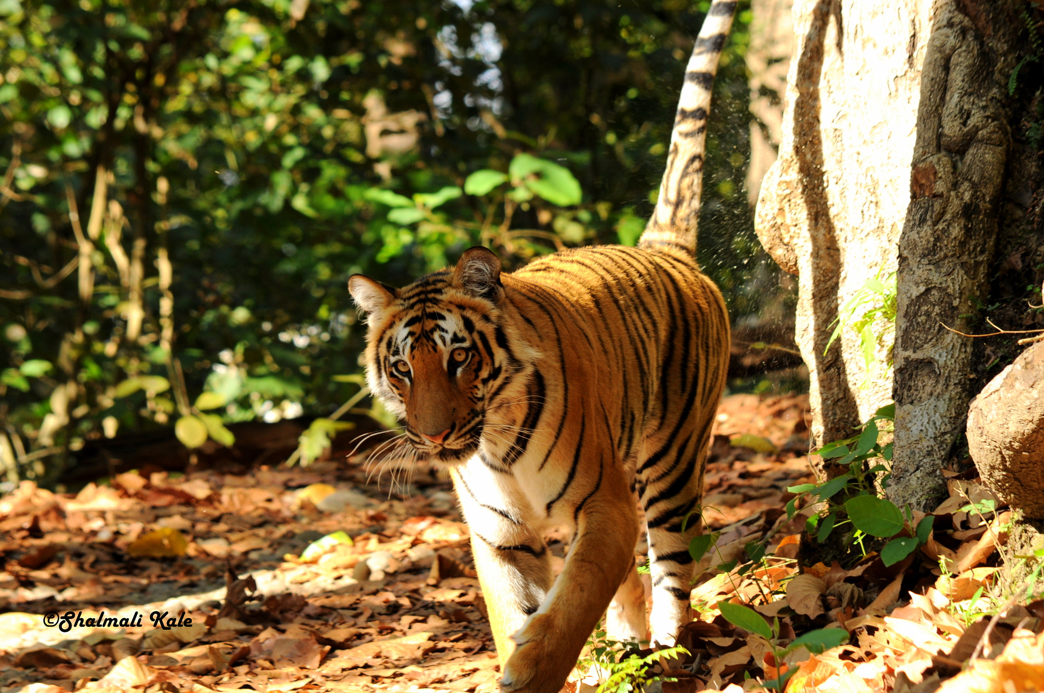 Nikon D90 sample photo. Tigress marking territory photography